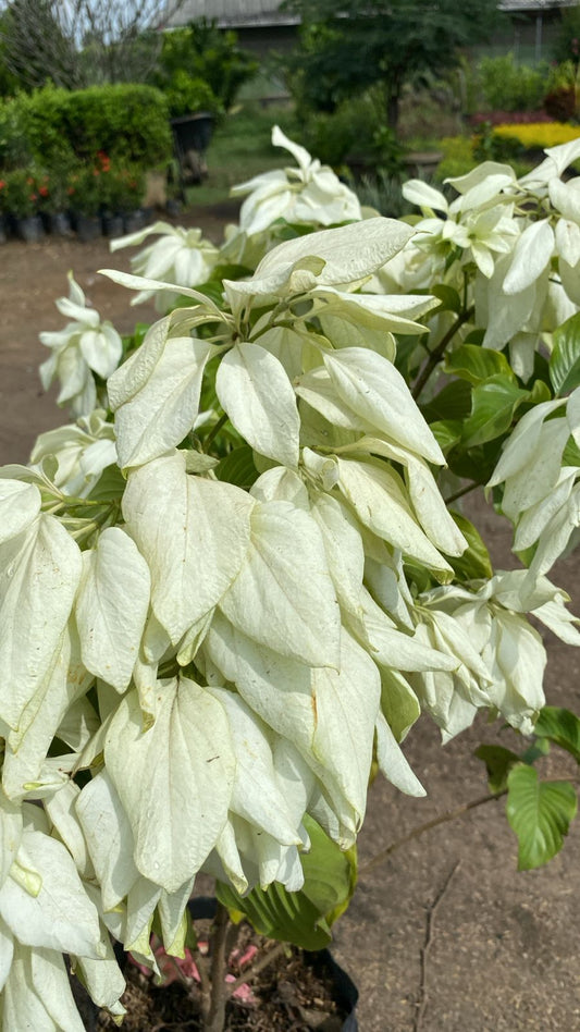 Mussaenda blanca