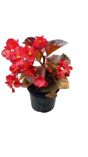 Begonia Rosada