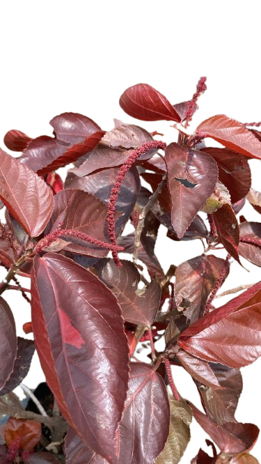 Acalypha Hispida o cola de gato  Exterior