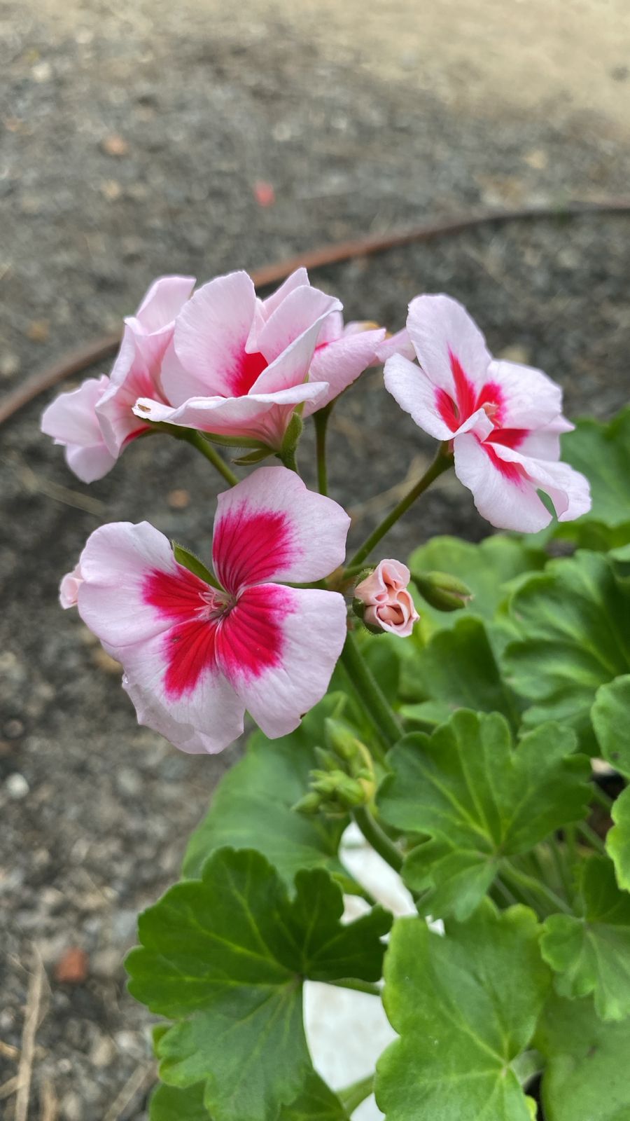 Geranio Blanco con pintas Rosadas