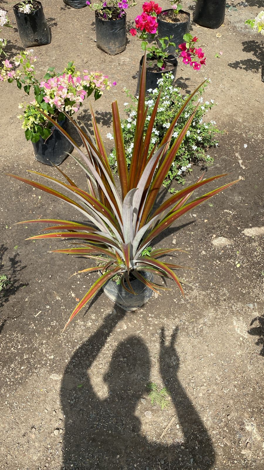 Piña de jardin Exterior