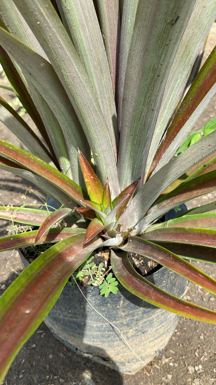 Piña de jardin Exterior