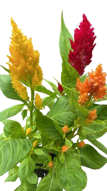 Plumosa o Celosia