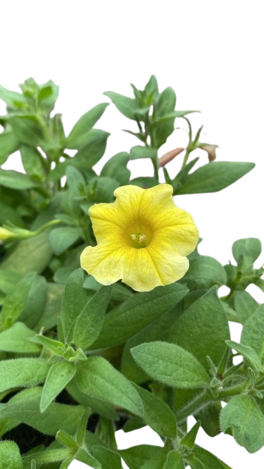 Pudor o Petunia Amarillo