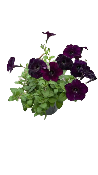 Pudor o Petunia Morado oscuro