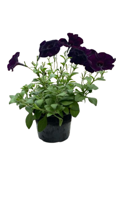 Pudor o Petunia Morado oscuro