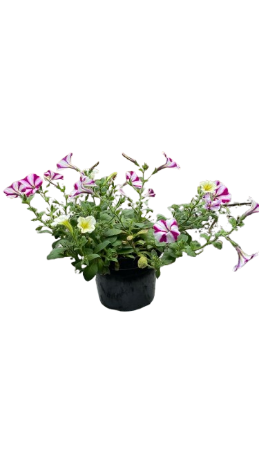 Pudor o Petunia Blanca con Morado