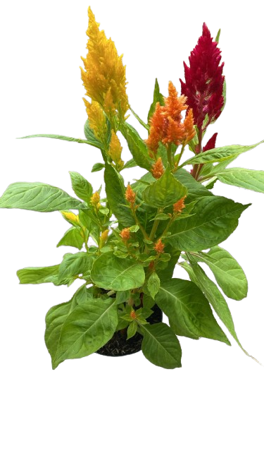 Plumosa o Celosia